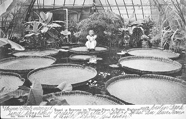 <span class='txt12-gruen'>Botanischer Garten, Seerose im Victoria-Haus</span><br /><span class='txt12'>Rathe&Fehlmann, Basel / gelaufen: 15.10.1912</span><br />